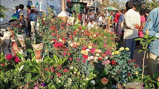 10th March Morning Galiff Street Plants Market Visit On Sunday | Current Price Update by Bangla No. 1 1,170 views 1 month ago 3 minutes, 20 seconds