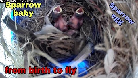 From empty nest to first egg in less than 8 minutes! - sperrow bird nest box live camerahighlights