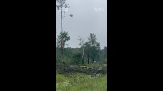 Storms tear up trees on I-55 in Lincoln County
