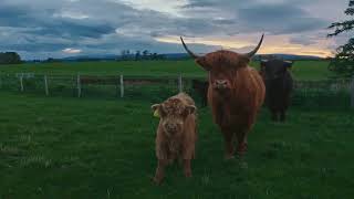 The Scott’s Farm – A Story of Efficiency