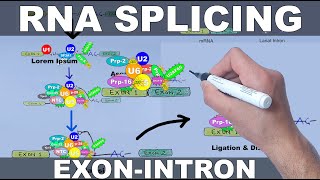 RNA Splicing Mechanism