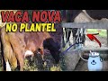 ORDENHA DA VACA NOVA! COMPREI MAIS UMA JERSOLANDO! CAFÉ DA MANHÃ COM PC E SIL!!