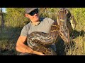 16 foot monster python pulled out of the everglades