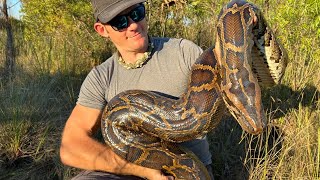 16 foot MONSTER python pulled out of the everglades!