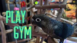 MY BIRDS PLAY GYM/STAND (BIRDS LOVE IT) by Aaron Lewis 181 views 3 months ago 8 minutes, 29 seconds
