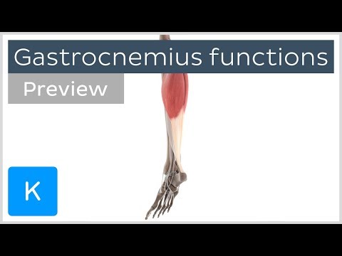 عملکردهای عضله گاستروکنمیوس (پیش نمایش) - آناتومی سه بعدی انسان | کنهاب