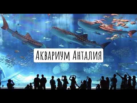 Аквариум Анталия. Экскурсии Турция.