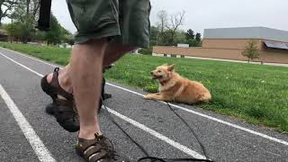Work on off leash recall with Ruby and Milo