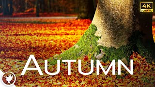 Relax with Autumn | Peaceful, Calming, Tranquil, Soothing, Piano, Music, Stress Relief, Lower BP by Relax Earthfully 2,557 views 1 year ago 1 hour, 25 minutes