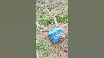 bứng cây me quả tròn tàn thiên nhiên cho thằng bạn