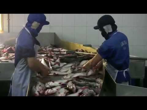 Polluted fish farms