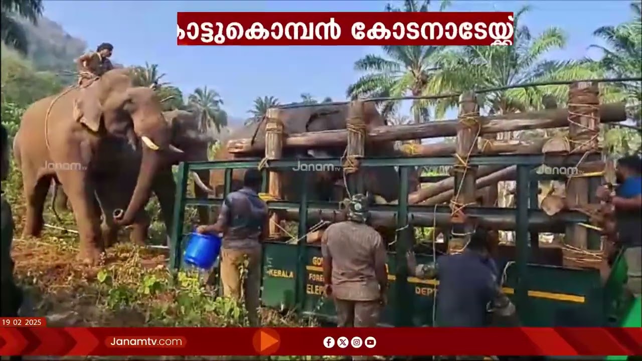 മയക്കുവെടിവച്ച ആനയെ ലോറിയിലേയ്ക്ക് കയറ്റുന്നു | SPECIAL VIDEO | ATHIRAPPILLY | ELEPHANT