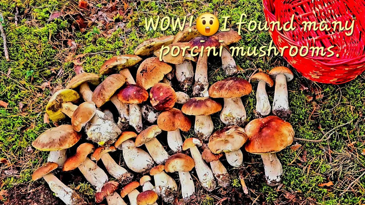 WOW!😮 I found many porcini mushroooms. #silent