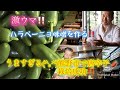 【激うま！やみつき！ハラペーニョ味噌】三重県熊野市　特産物の唐辛子ハラペーニョをナント？味噌と合わせ作りました。無限にキャベツ　胡瓜が食べれます　是非作ってね！Chef　HIDEO