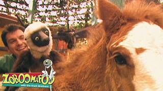 Tiny Foal and Mom Visit! Discover Amazing Breeds! | Zoboomafoo - WildBrain | Learn about Animals!