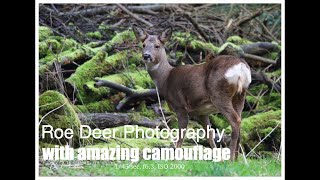 Wildlife/Roe Deer Photography with the aid of  amazing camouflage