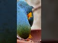 Colurfull birds arup vlogs