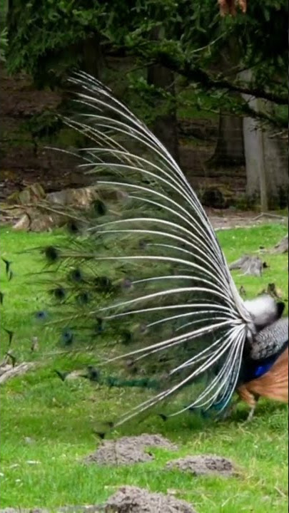 Peacock Dance In Public Place #Peacocakdance #Shorts #Animaldance #Peacocklover