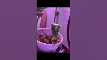 #actuallyobliqua #monsteraobliqua #obliqua #monstera