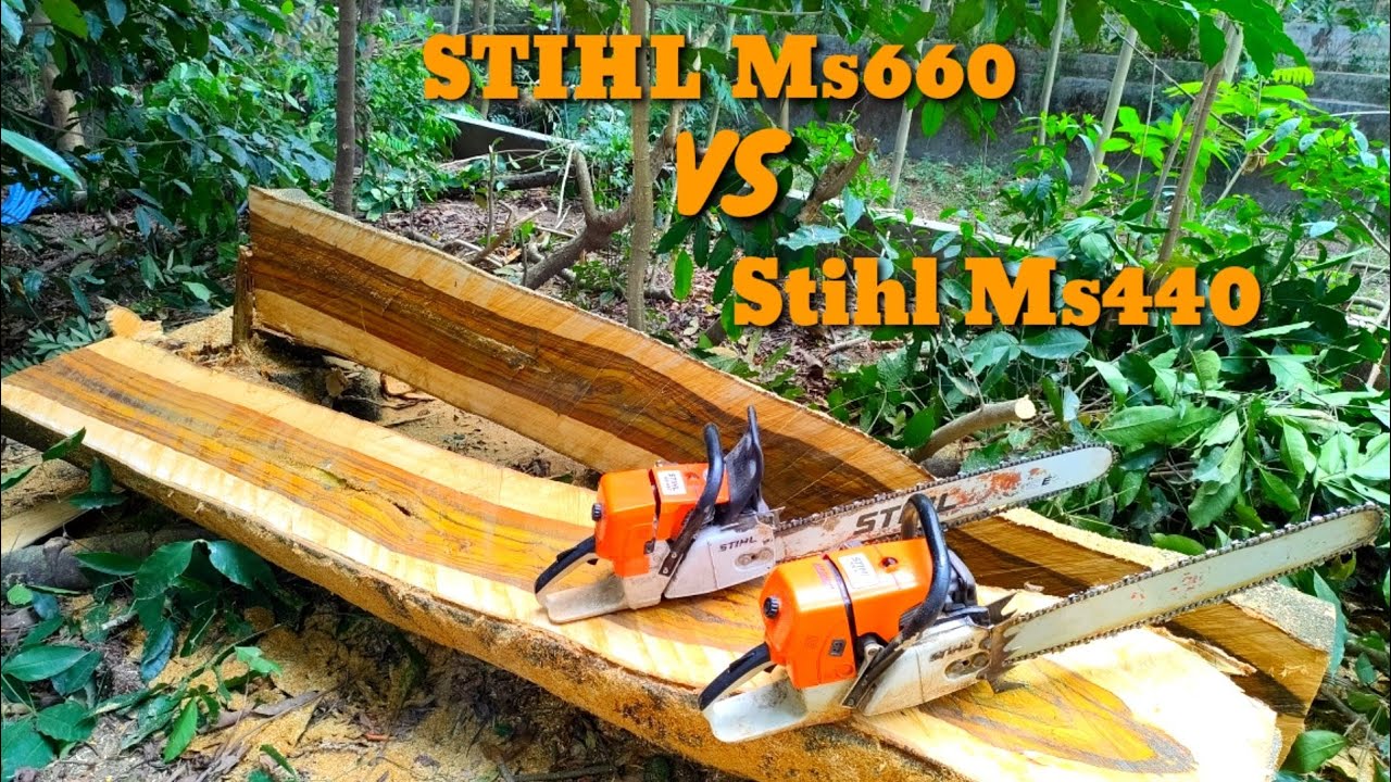 Cut down the special Joar Galih Tree With 2 Chainsaw Stihl Ms660 ...