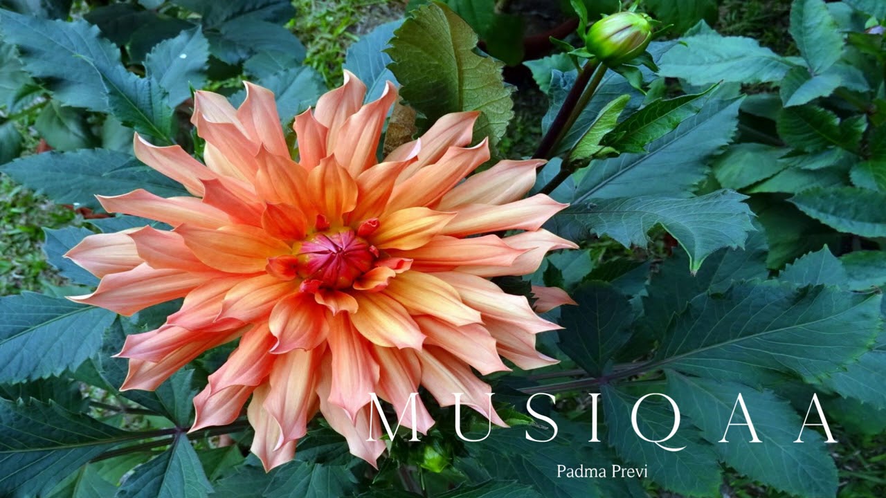 Padma Previ ⋄ Goddess Chants