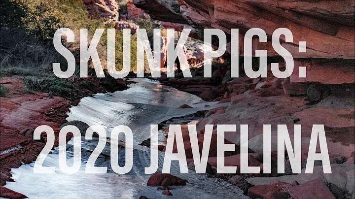 SKUNK PIGS: 2020 Javelina