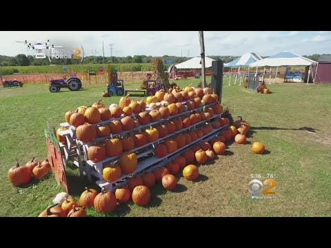 Video: Moliūgų skynimo patarimai – kaip išsirinkti moliūgą Helovinui