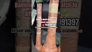 Bamboo plants dispatch to different states contact us more info ☎️
