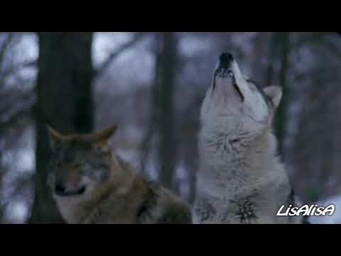 Песня охота. Охота песня клип. Охота песня клип. А я ружье свое. Охота песня клип.