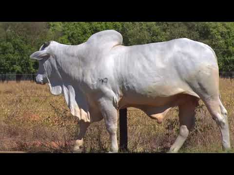 Lote 110 | 41º MEGA LEILÃO ANUAL CARPA - TOUROS