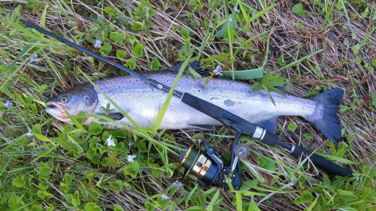 таймень фото. рыбалка на реке умба мурманская область. саянский озёрный хариус. рыбалка на дудергофском канале. рыба в реке устья.