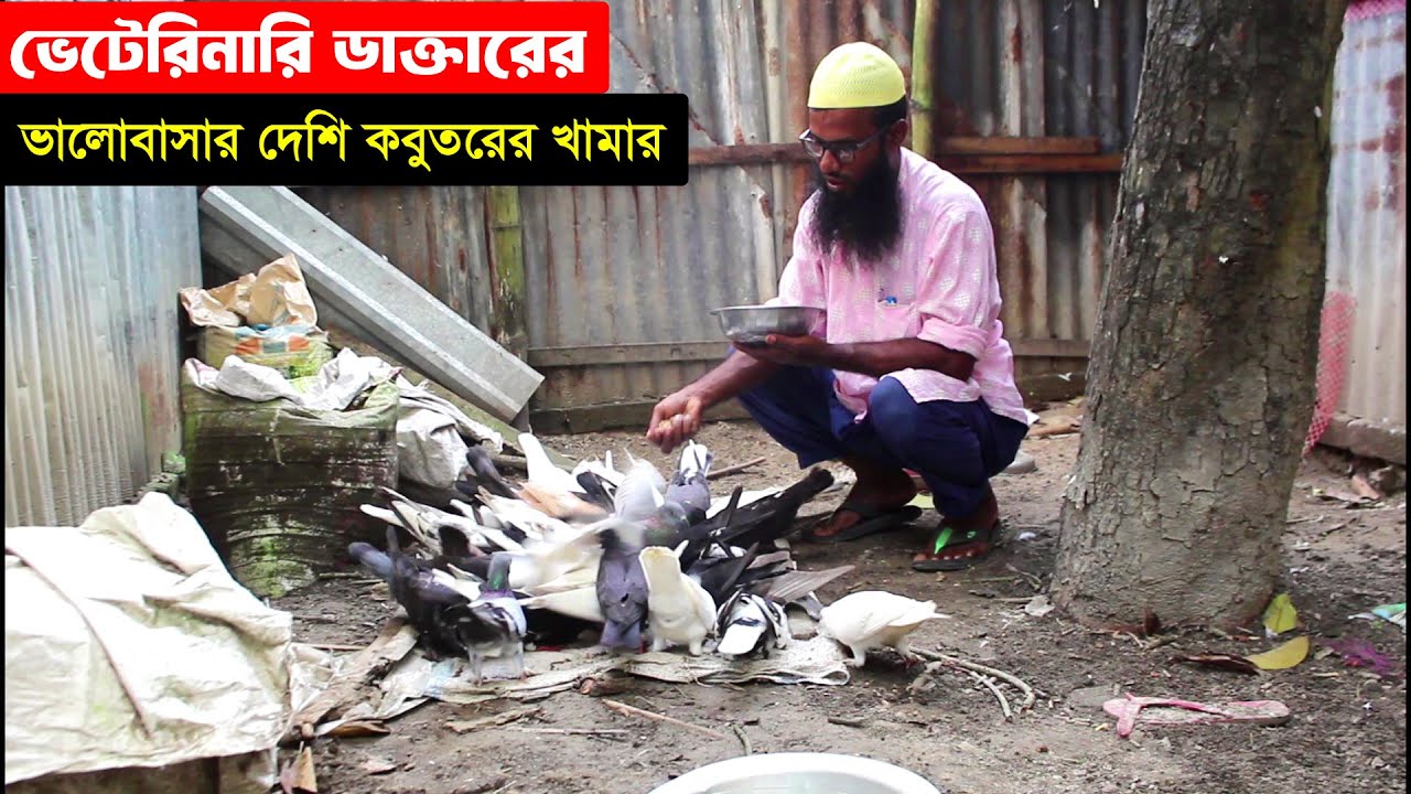 আমার কাছে সব চেয়ে বেশি ভালো লাগে দেশি কবুতর পালন করতে এটা জানালেন এই খামারি | Bangladesh Pigeon Farm