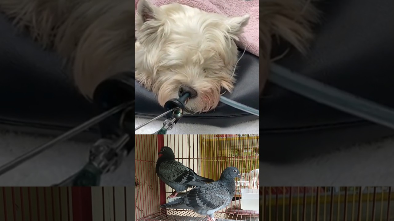 Removing dirt from a dog's nails 