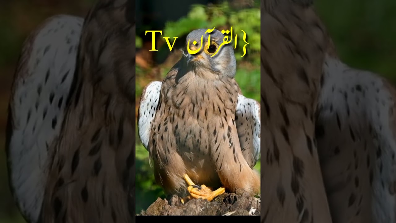 AlQuran Tv Tilawat Quran Kareem||2023Qari Muhammad adnan