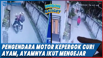 Viral! Aksi Kocak Pengendara Motor Kepergok Curi Ayam Dikejar Warga, Ayamnya Ikut Mengejar