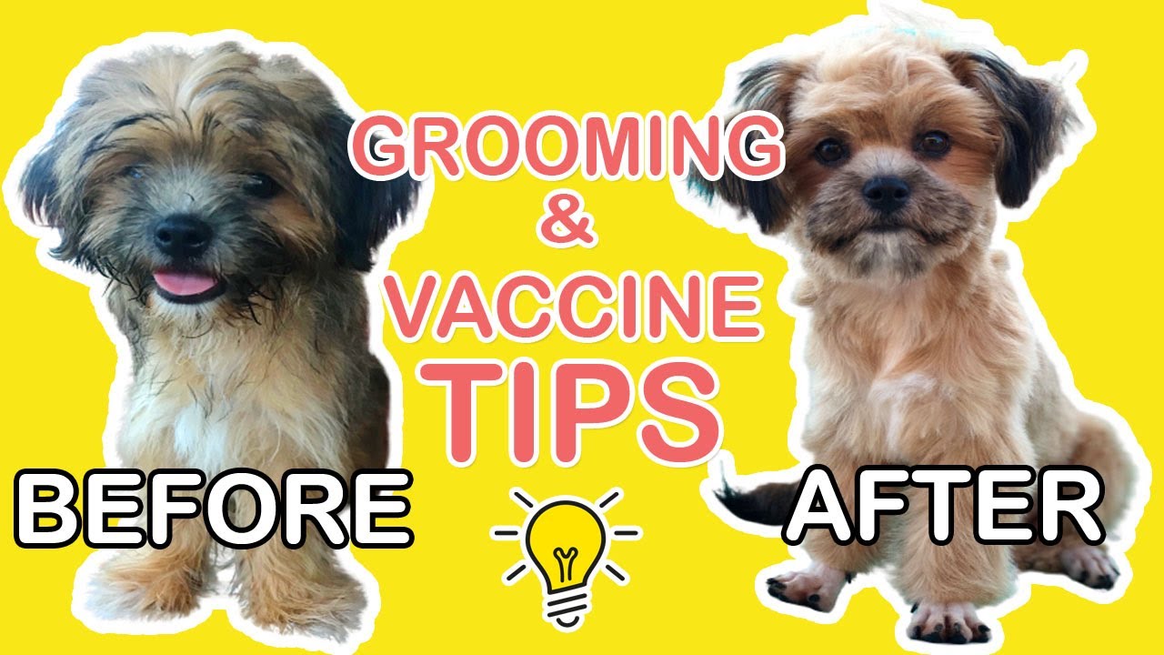 paano mag alaga ng shih tzu