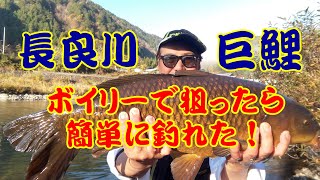 It's so fun to catch them! Targeting giant carp in the Nagara