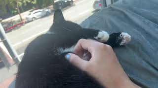 Pets and Scratches Cat Massage ASMR POV by SandyPetMassage 5,941 views 2 years ago 6 minutes, 40 seconds