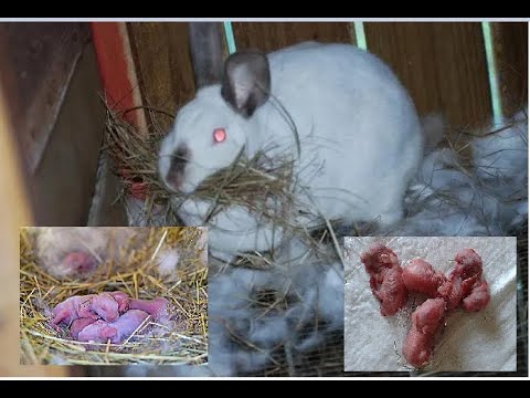 რატომ ხოცავს ბოცვერი ბაჭიებს?