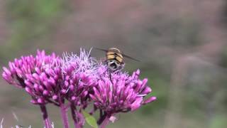 HELOPHILE Suspendu / Helophilus pendulus ! BRUITX