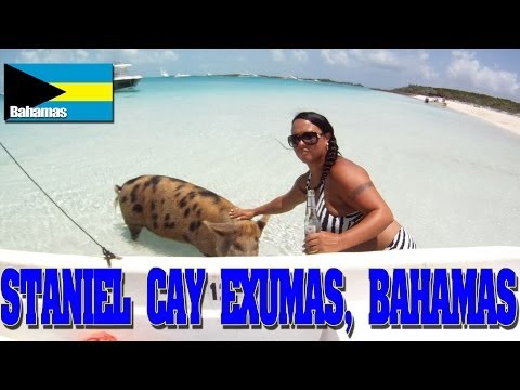 paradise-in-staniel-cay,-exumas-bahamas-swimming-pigs-friendly-nurse-sharks