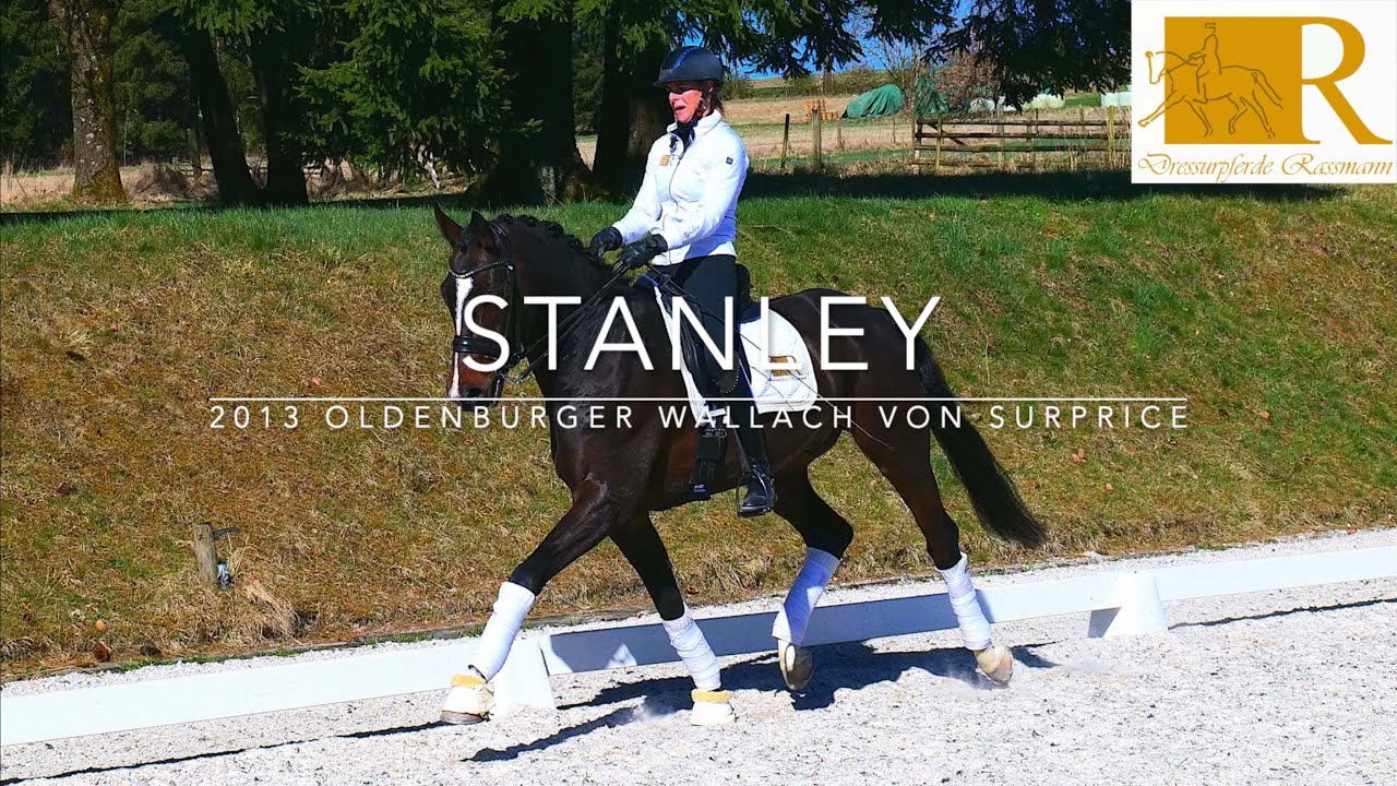 SOLD!! Dressurpferd - 2013 Oldenburger Wallach von Surprice, Stm. ca. 1,70, S***-Dressur - Stanley