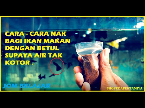 Video: Makanan Ikan: Cara Memakan Haiwan Peliharaan Bawah Air Anda Dengan Betul