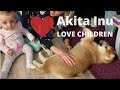 Štěně Akita Inu miluje děti