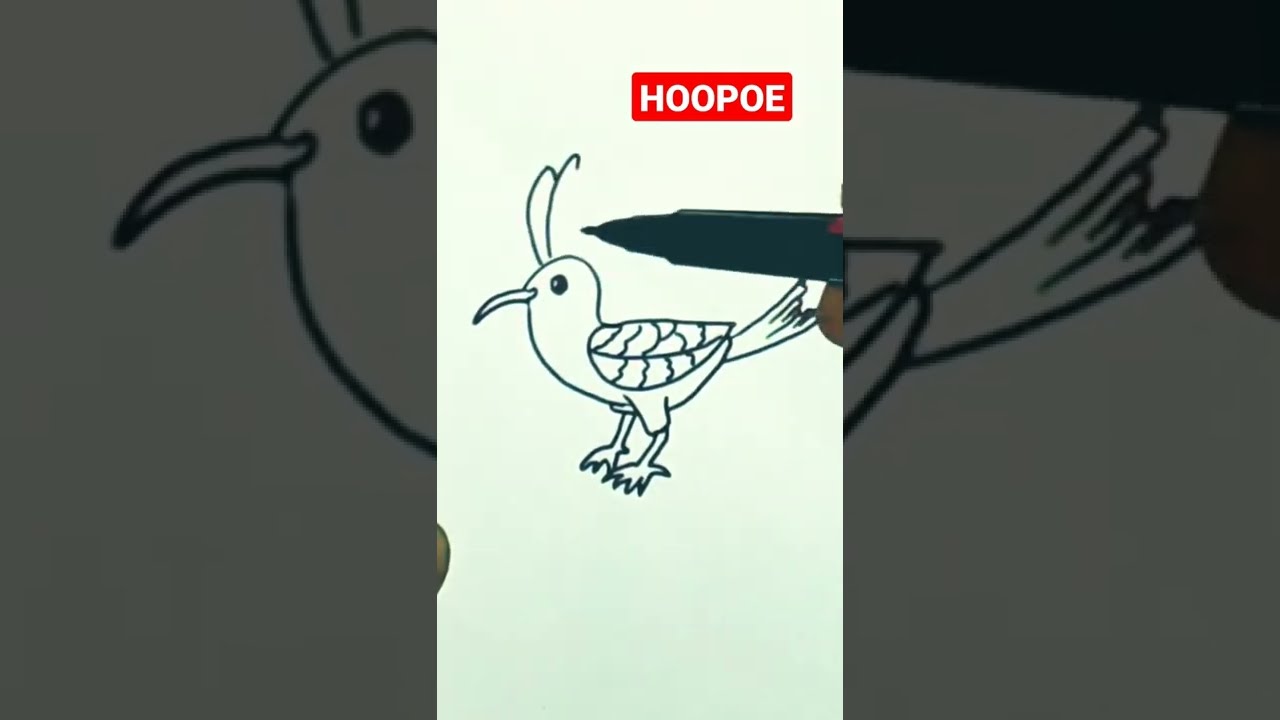 How to draw Hoopoe birds  