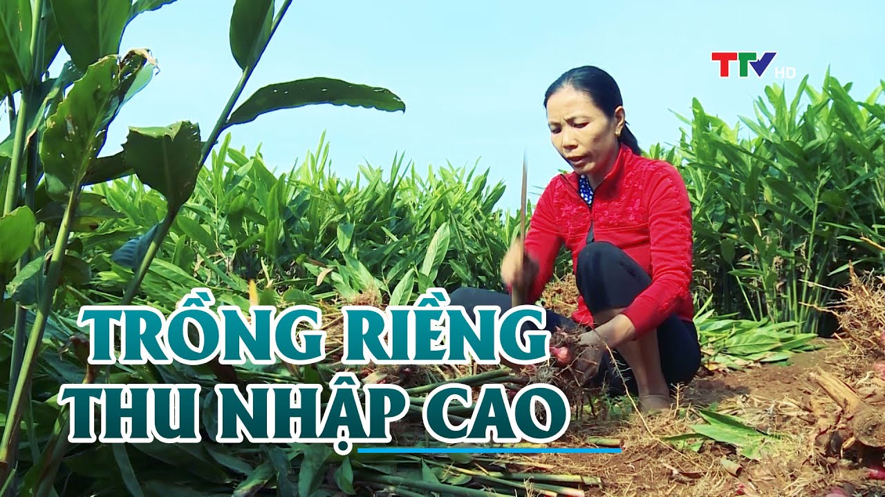 Mô hình trồng riềng cho lợi nhuận trên 200 triệu/1 ha - YouTube