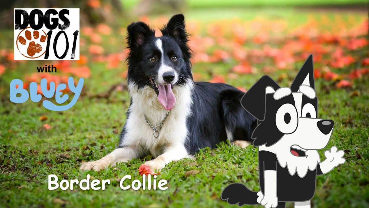 Dogs 101 with Bluey S2 E2: Border Collie with Mackenzie