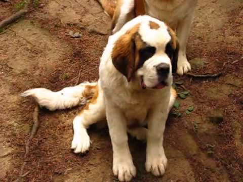 lasquites st bernards
