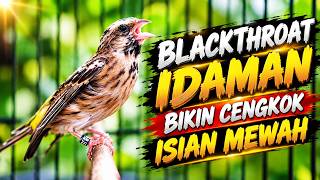 IDAMAN BIKIN CENGKOK MEWAH: MASTERAN BLACKTHROAT GACOR BUKA SAYAP FAVORITE PALING DICARI