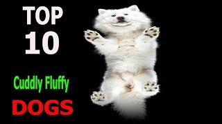 Top 10 Cuddly Fluffy Dog Breeds | Top 10 animals by TOP 10 Animals 2,329 views 6 years ago 4 minutes, 40 seconds